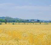 mac如何用vpn翻墙软件下载-MAC加速器推荐