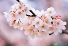 mac版vpn免费下载-MAC加速器推荐